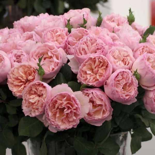 PRINESSESSA CHARLENE DE MONACO® Meidysouk